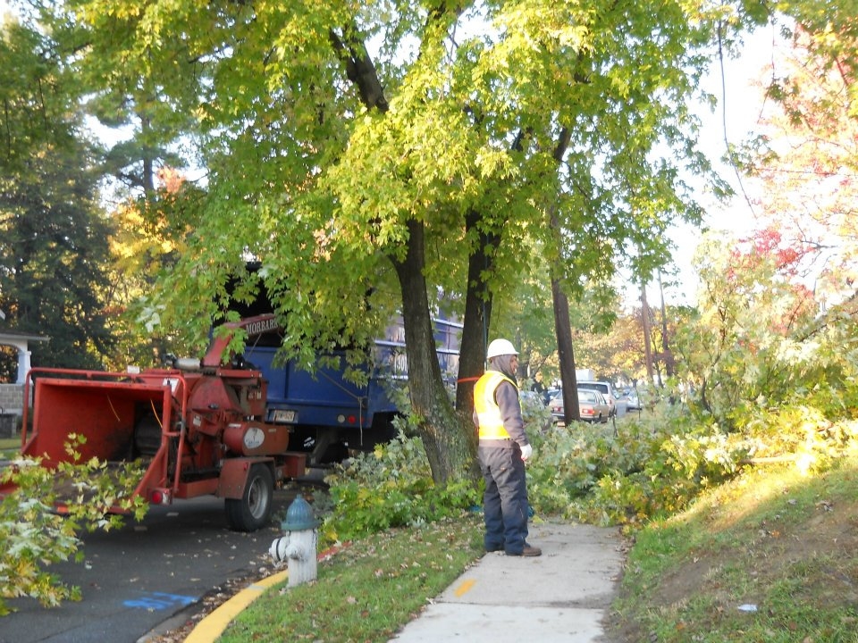 Branch Tree Experts Photo