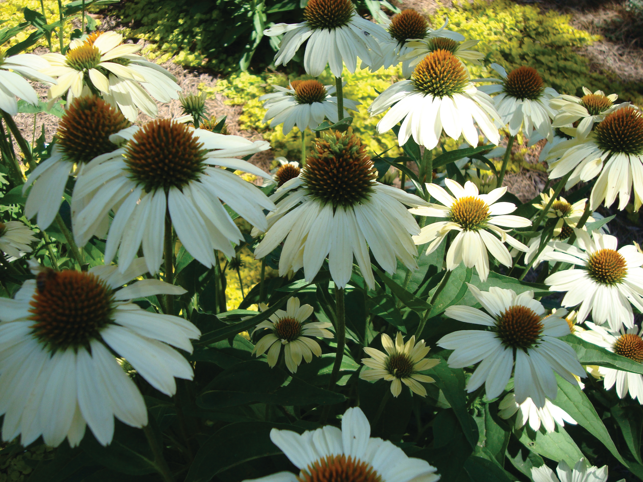 Landscape Design Services Overland Park, Kansas