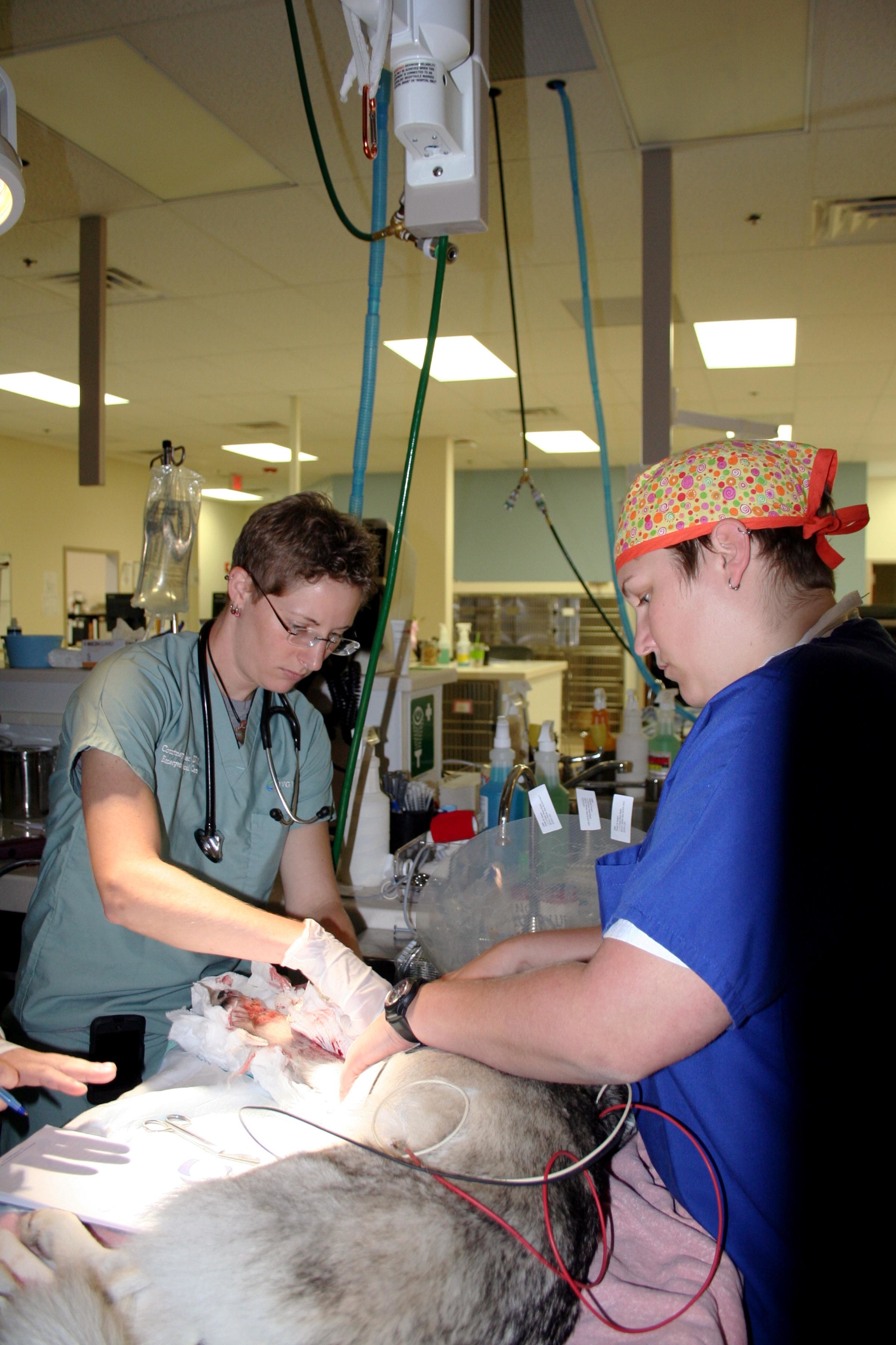 Boston West Veterinary Emergency and Specialty (formerly IVG MetroWest