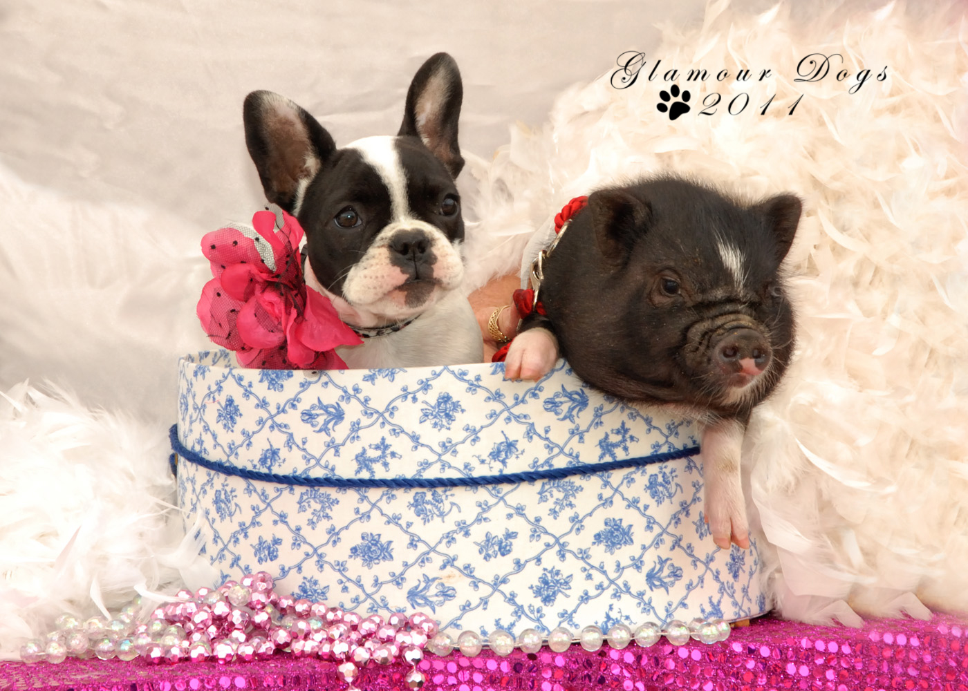 Teacup Potbelly Pigs as pets Logo