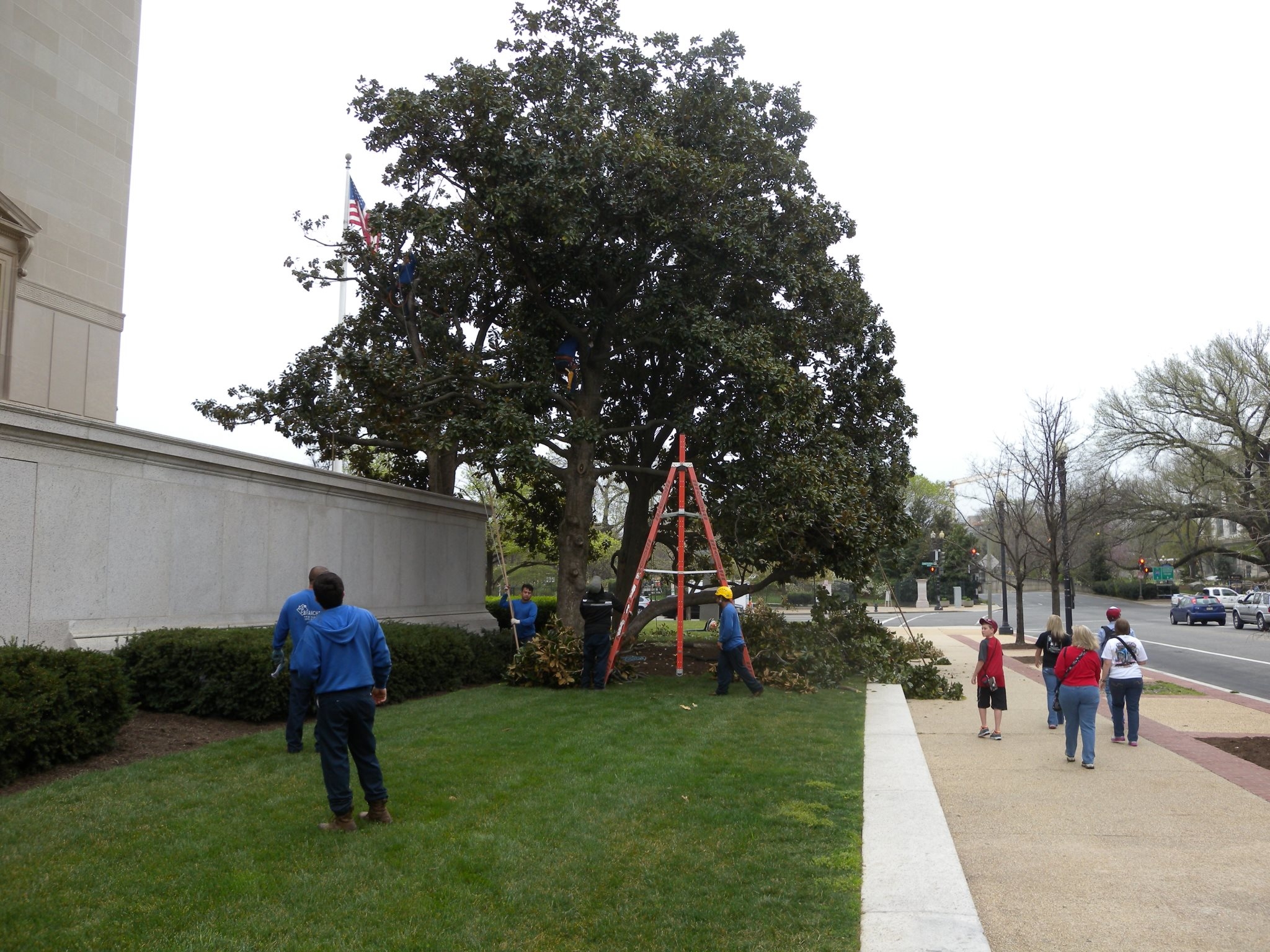 Branch Tree Experts Photo