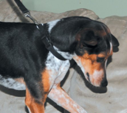 Chemtech Exterminating Corp: Bed Bug Exterminator - Forest Hills, NY