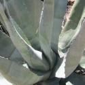Brunch Restaurants in NY New York 10002 El Maguey Y La Tuna Mexican Restaurant 321 E Houston St (212)473-3919
