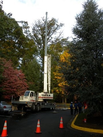 Branch Tree Experts Photo