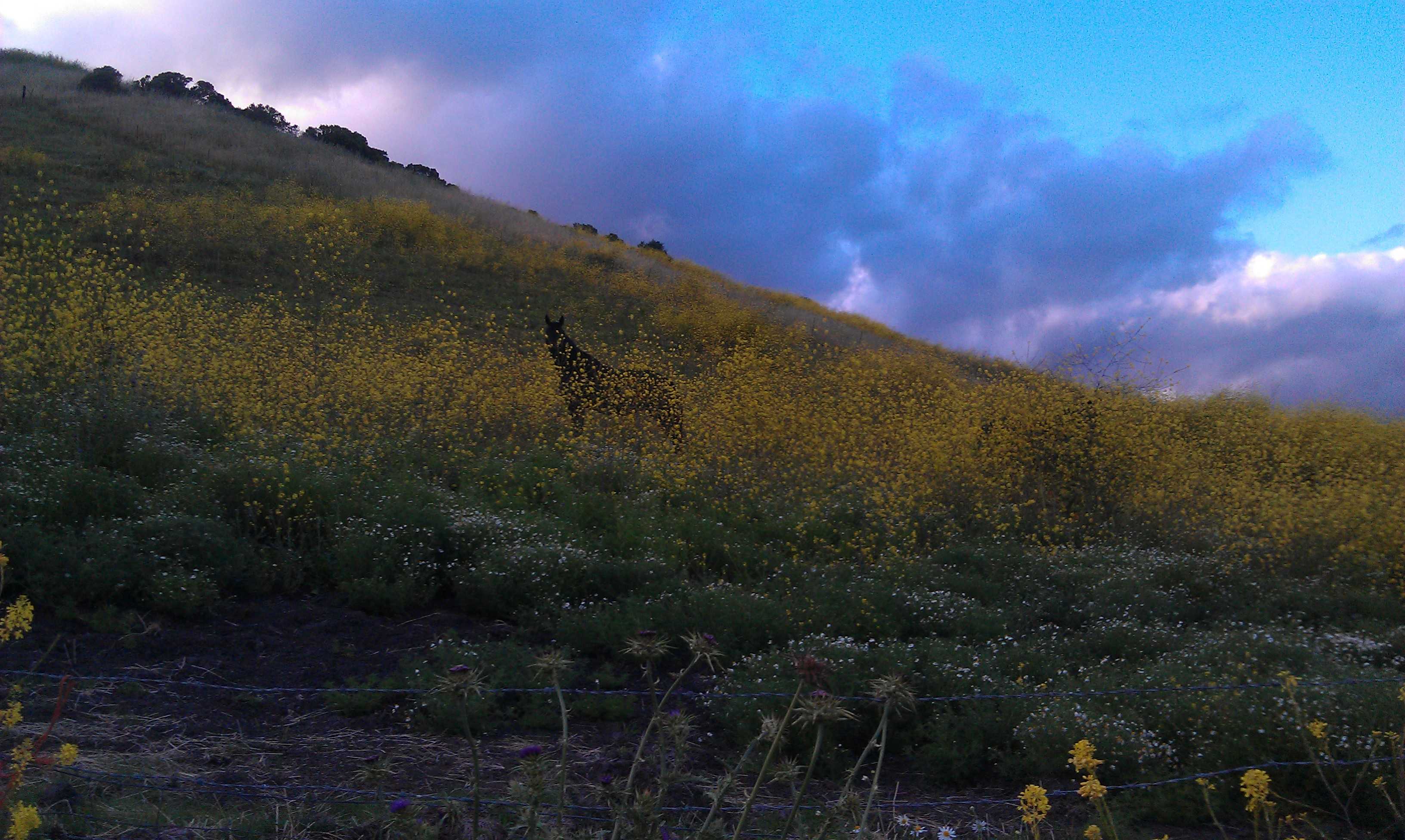 Canyon Creek Ranch - Castro Valley, CA