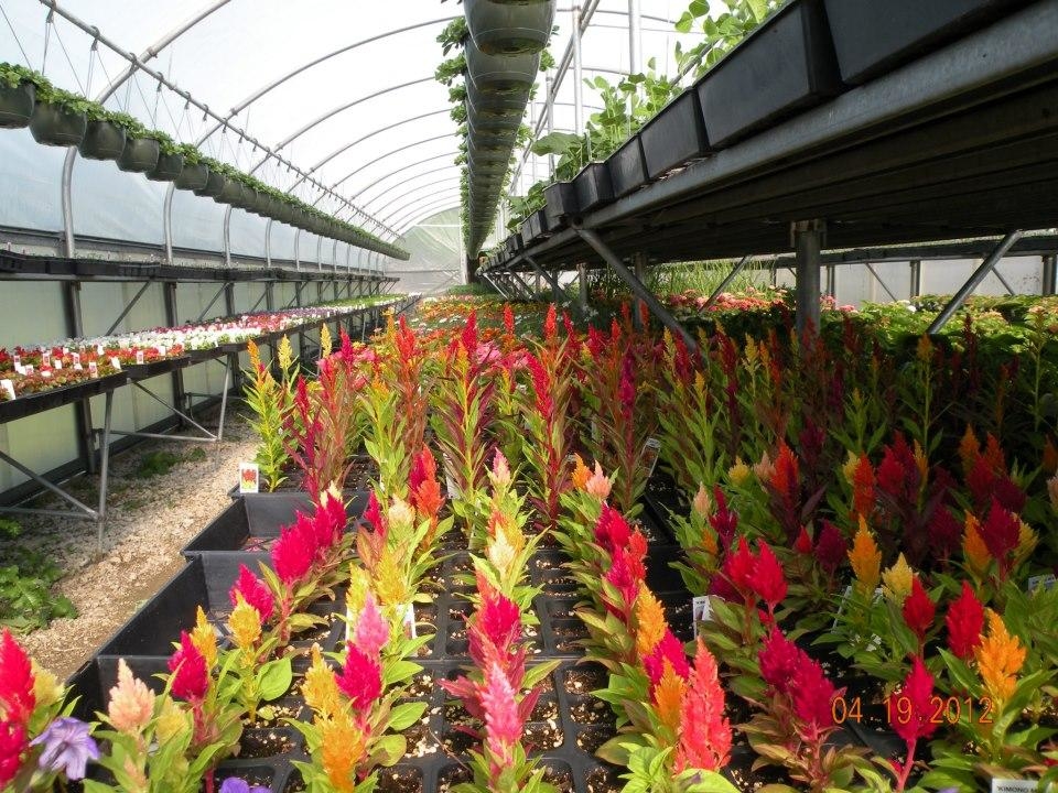 Osterbrock Greenhouse & Florist, 4848 Gray Rd, Cincinnati, OH MapQuest