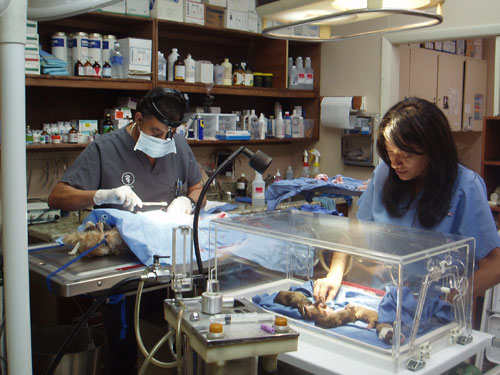 Michael Animal Hospital