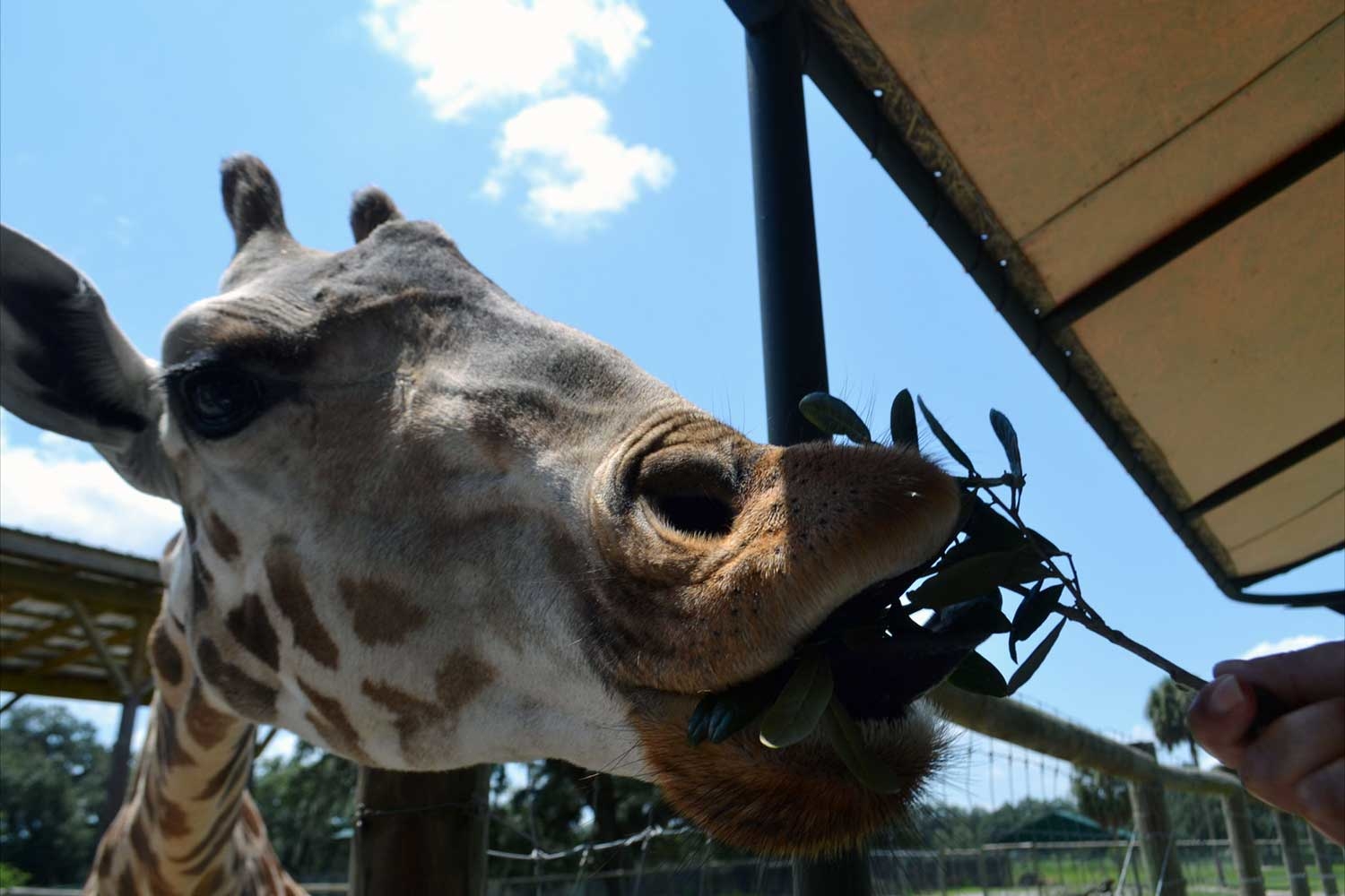 Giraffe Ranch, 38650 Mickler Rd, Dade City, FL MapQuest