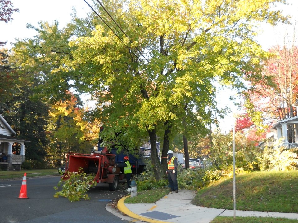 Branch Tree Experts Photo