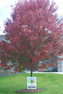 Changing Seasons Nursery - Saint Joseph, MI