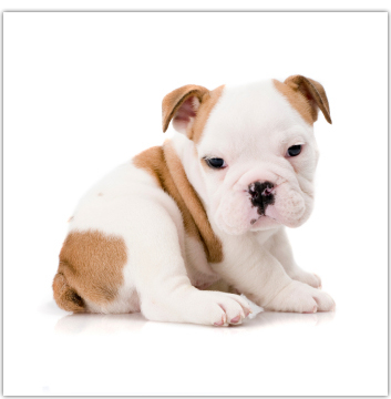 American Dog Club Photo