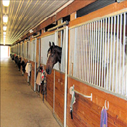 Images Canterbury Stables