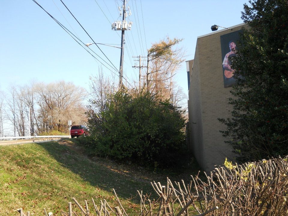 Branch Tree Experts Photo