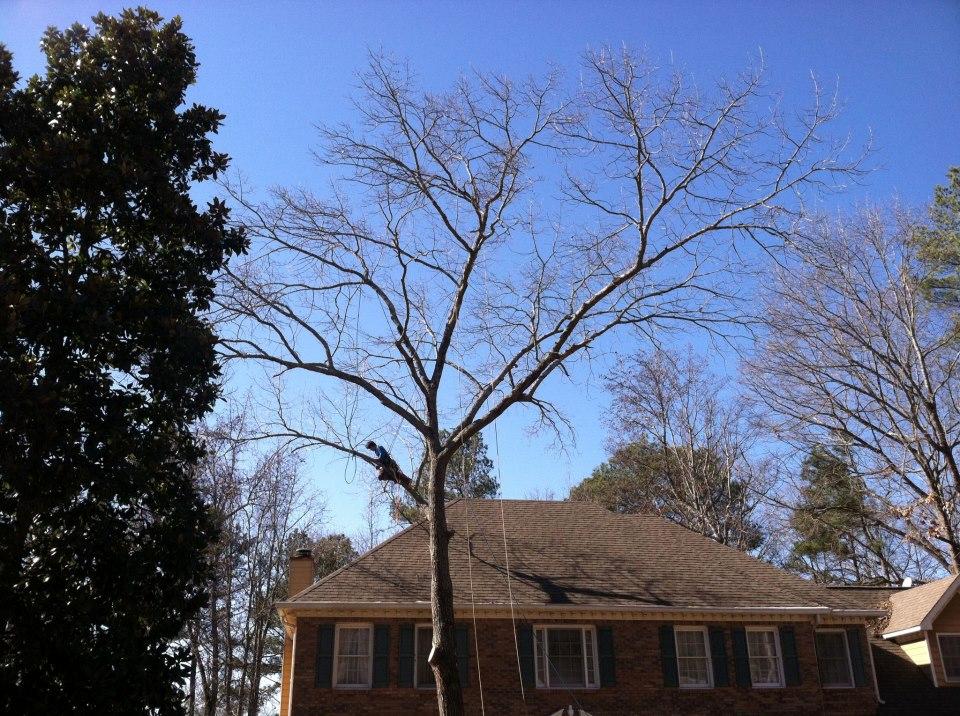 Squirrel Tree Service, Inc.