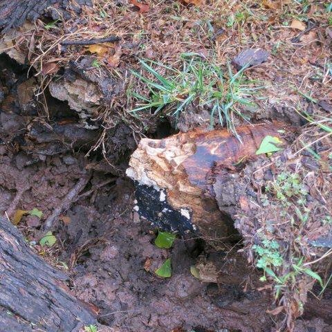 Branch Tree Experts Photo