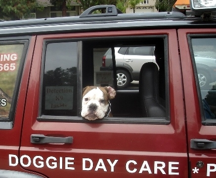 All States K-9 Detection & Dog Training - Fullerton, CA