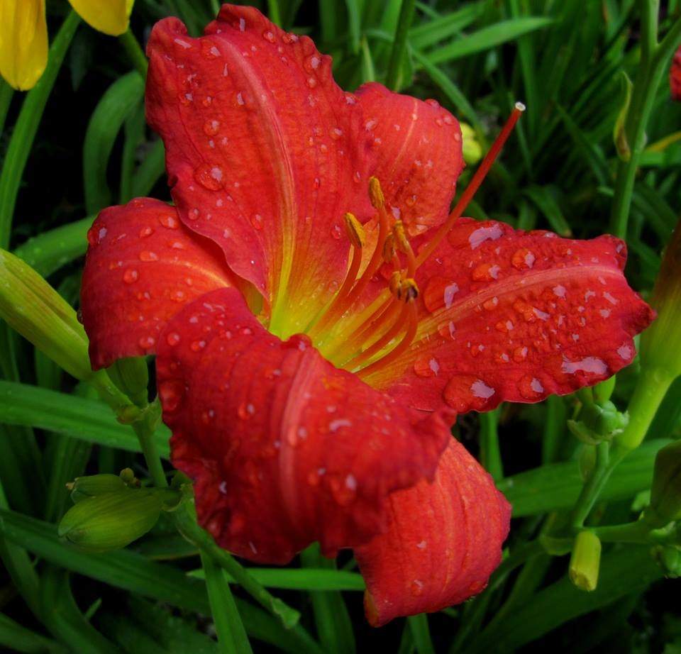 Chester's Flower Shop & Greenhouses Photo