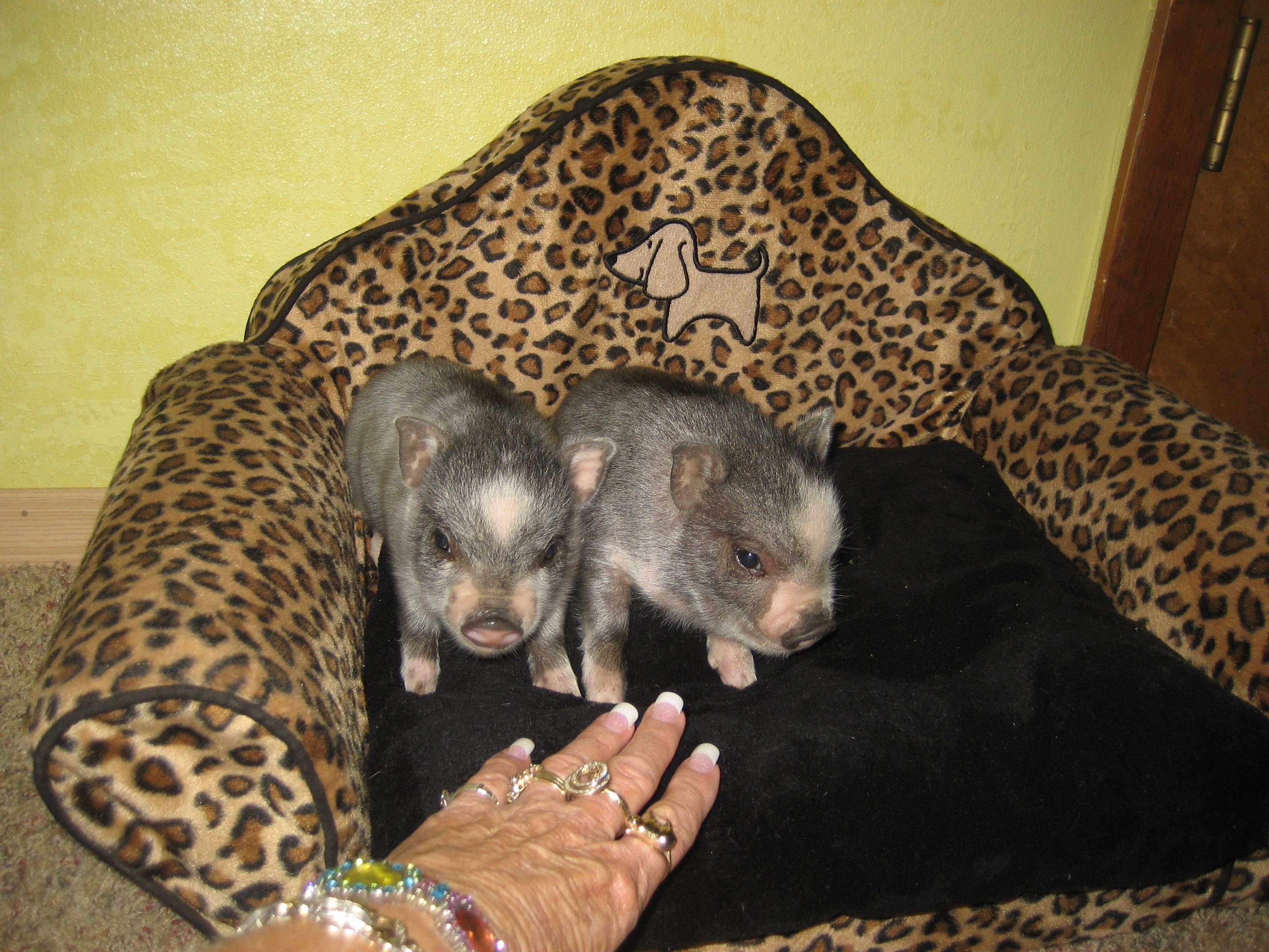 Teacup Potbelly Pigs as pets Image