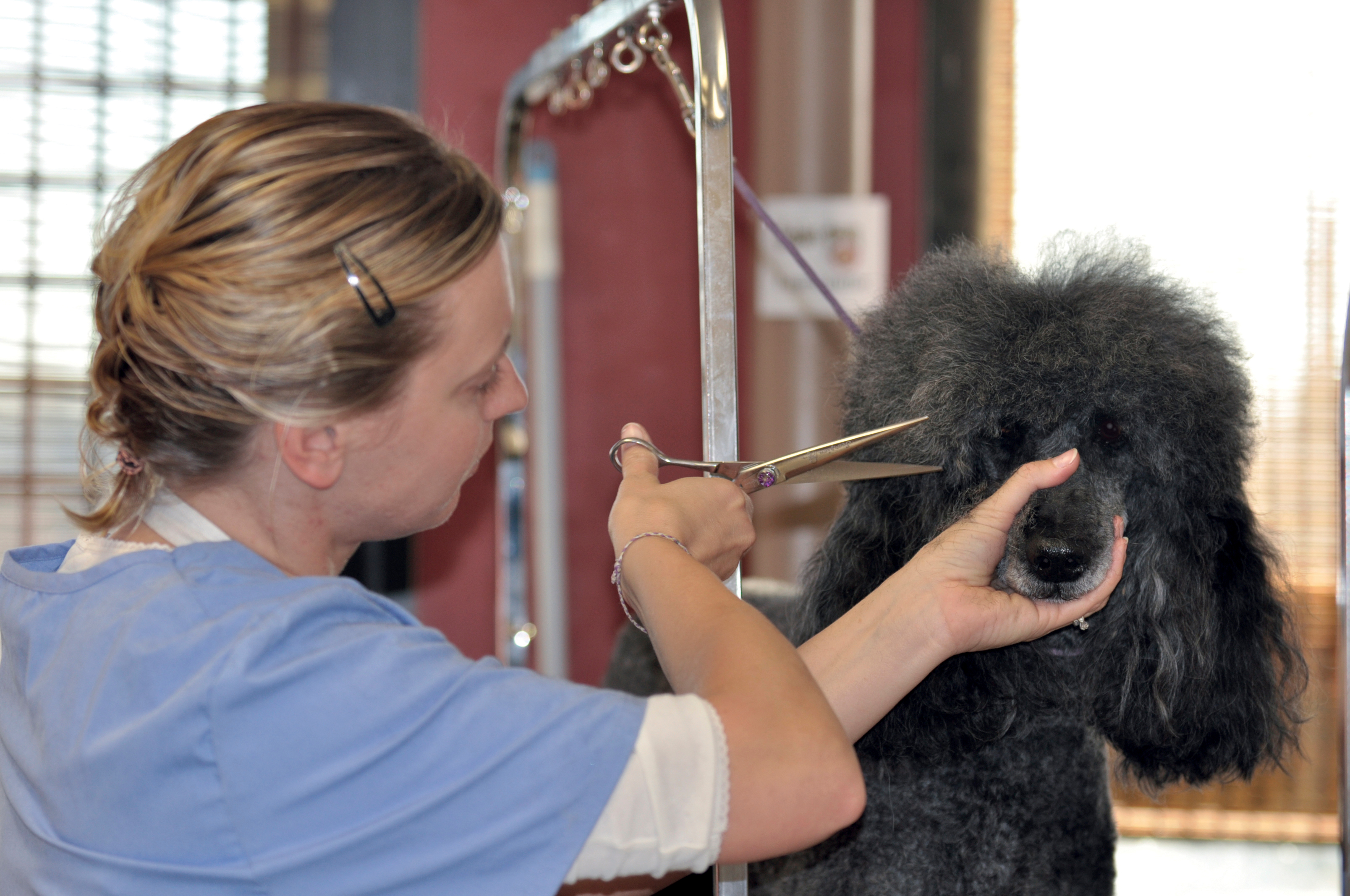 Golden Paws Pet Grooming School Photo