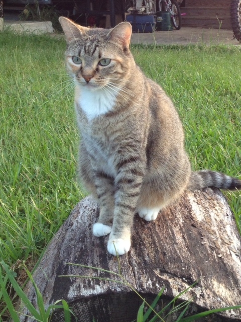 Animal Clinic of Columbus Photo