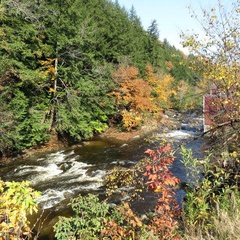 Branch Tree Experts Photo