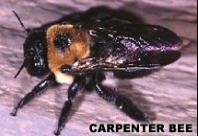 Alfred Animal and Pest Control - Fairfield, NJ