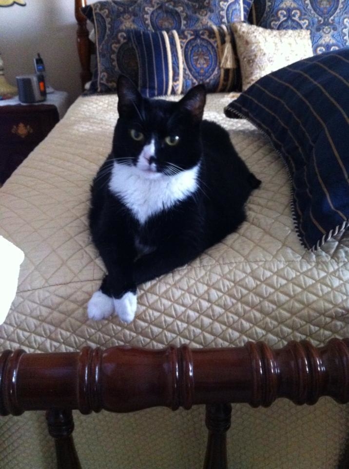 Alone at Home Pet Services, Inc Photo