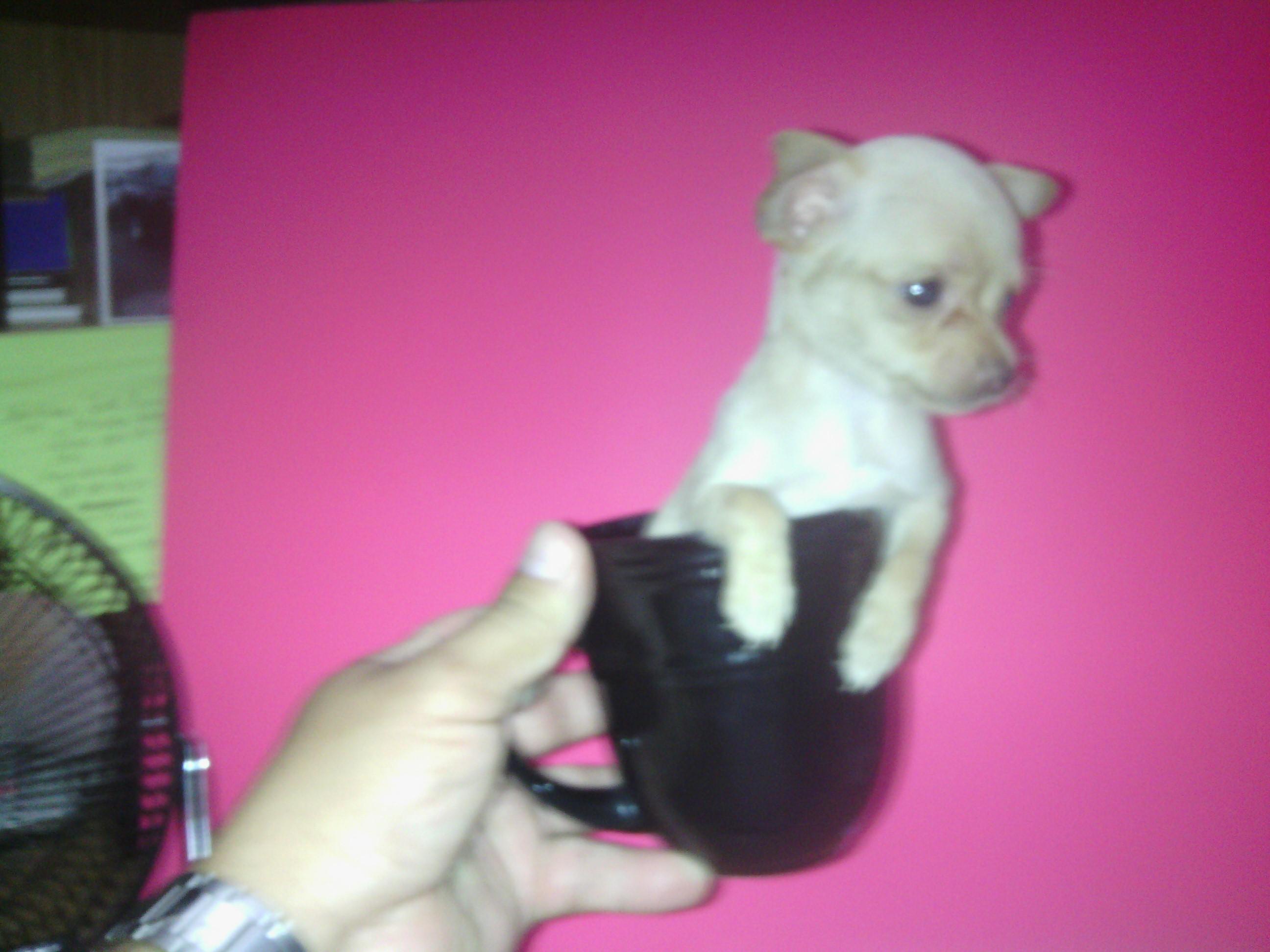 teacup pomeranian puppies for sale san antonio micro teacup pomeranian for sale in san antonio clinic teacup pomeranian puppies for sale san antonio micro teacup pomeranian for sale in san antonio clinic