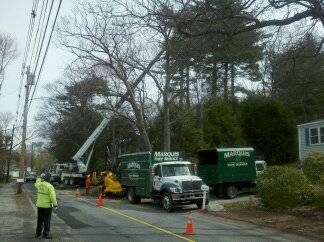 Marquis Tree Service - Burlington, MA