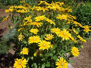 Olathe Landscaping