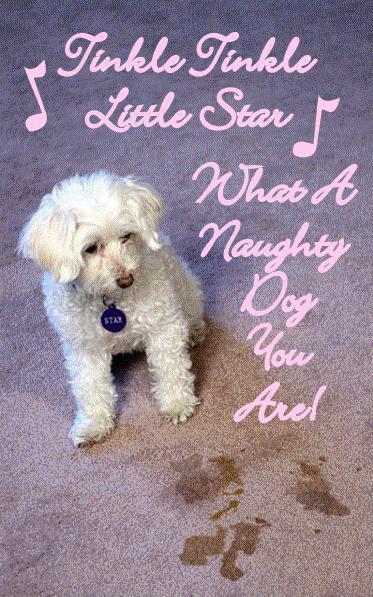 Power Clean Carpet Cleaning Photo