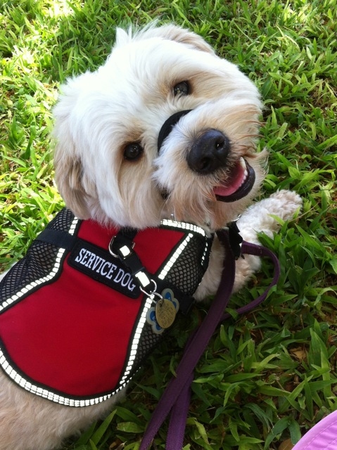Service Dog Training Honolulu Service Dog Training Honolulu
