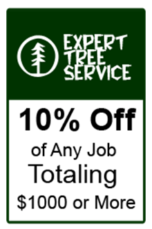 Expert Tree Service Photo