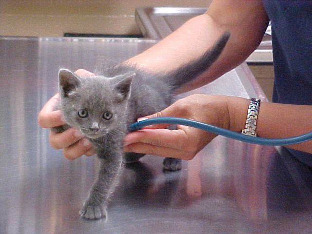 Knowledgable Veterinarians & Staff