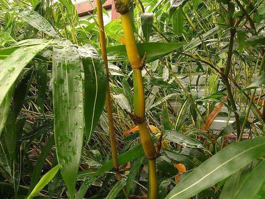 Bamboo Your Privacy Photo