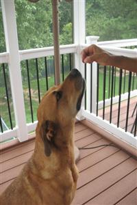 PAWZ FOR HEALTH In Home Dog Training - Severn, MD