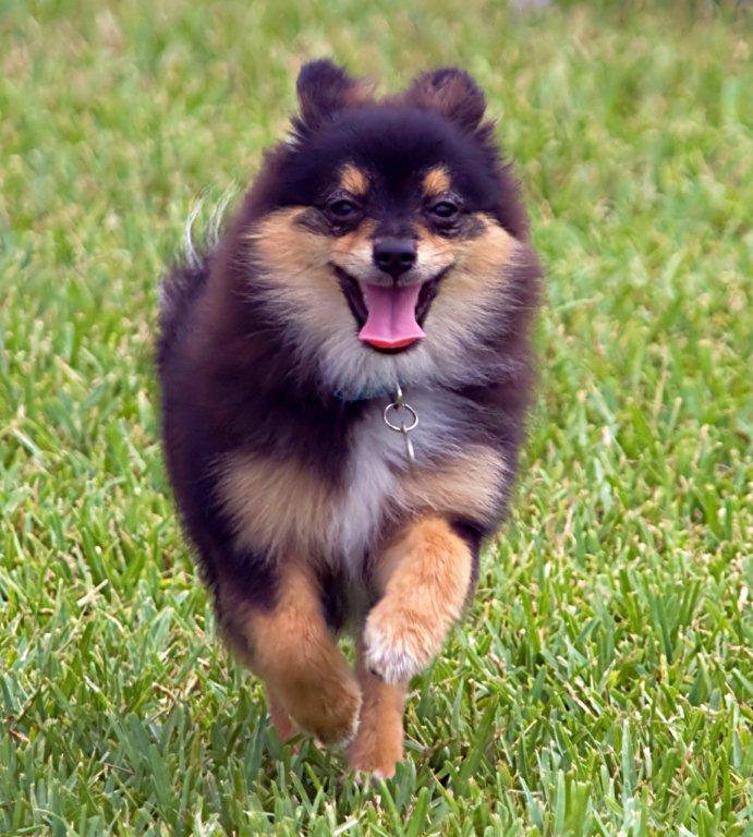 Alexandria's Grooming - Fort Lauderdale, FL