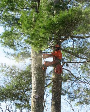 Marquis Tree Service - Burlington, MA