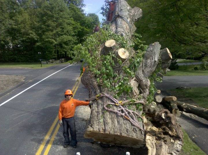 Marquis Tree Service - Burlington, MA