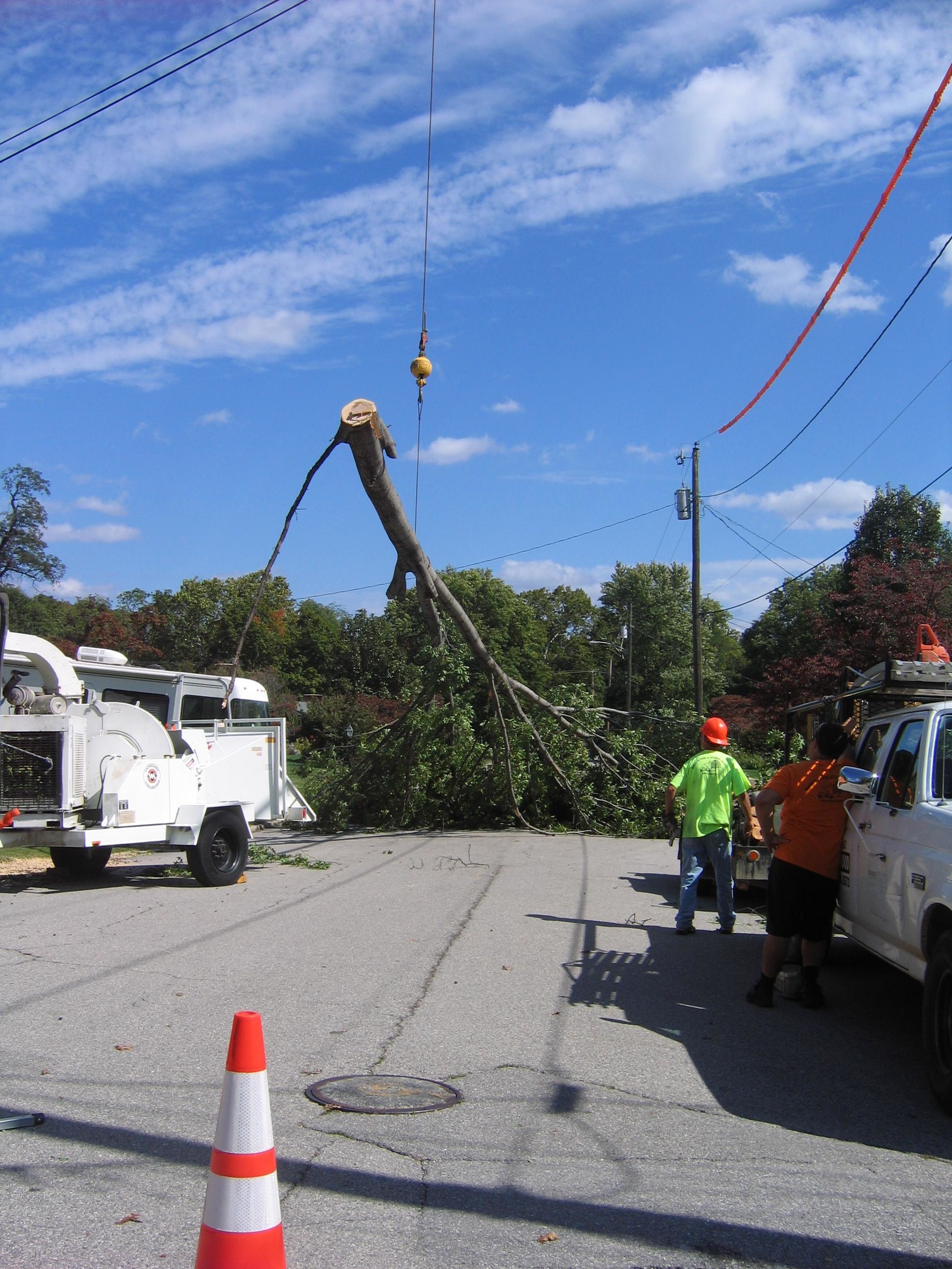 Mark's Tree & Stump Removal Photo