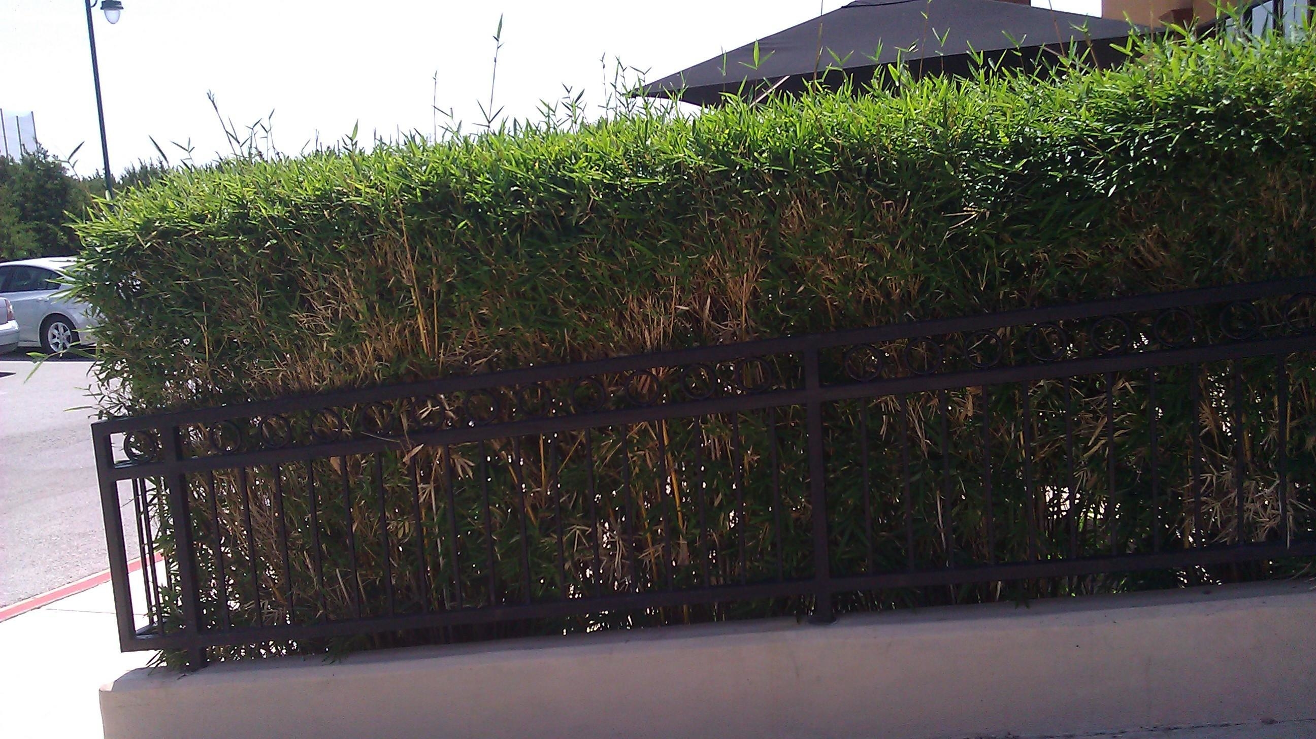 Bamboo Your Privacy Photo