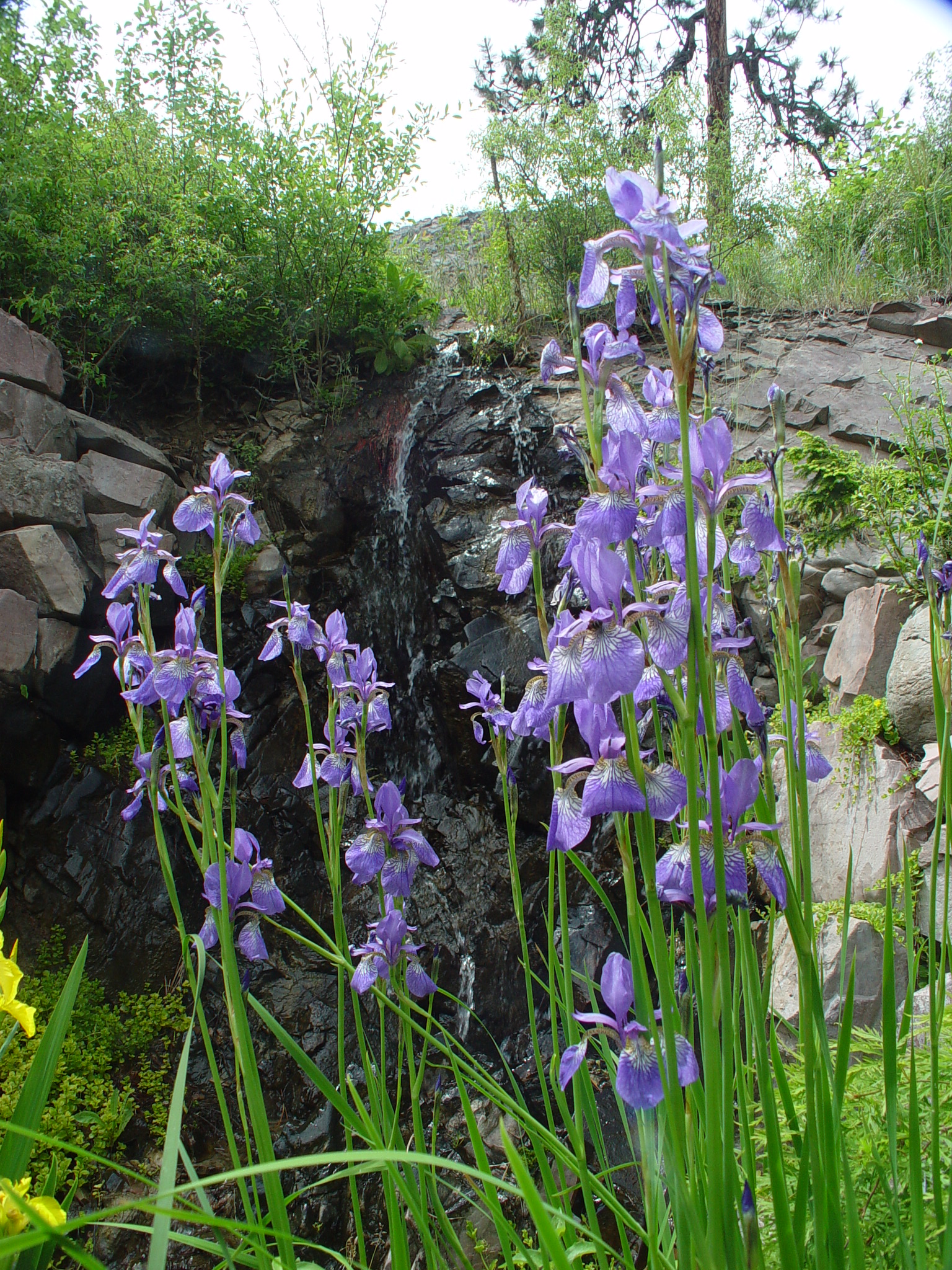 Blue Mountain Bed and Breakfast Photo