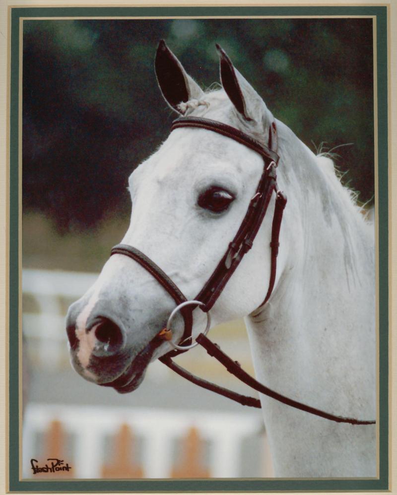 Desert Rose Ranch Equestrian Center - Jupiter, FL
