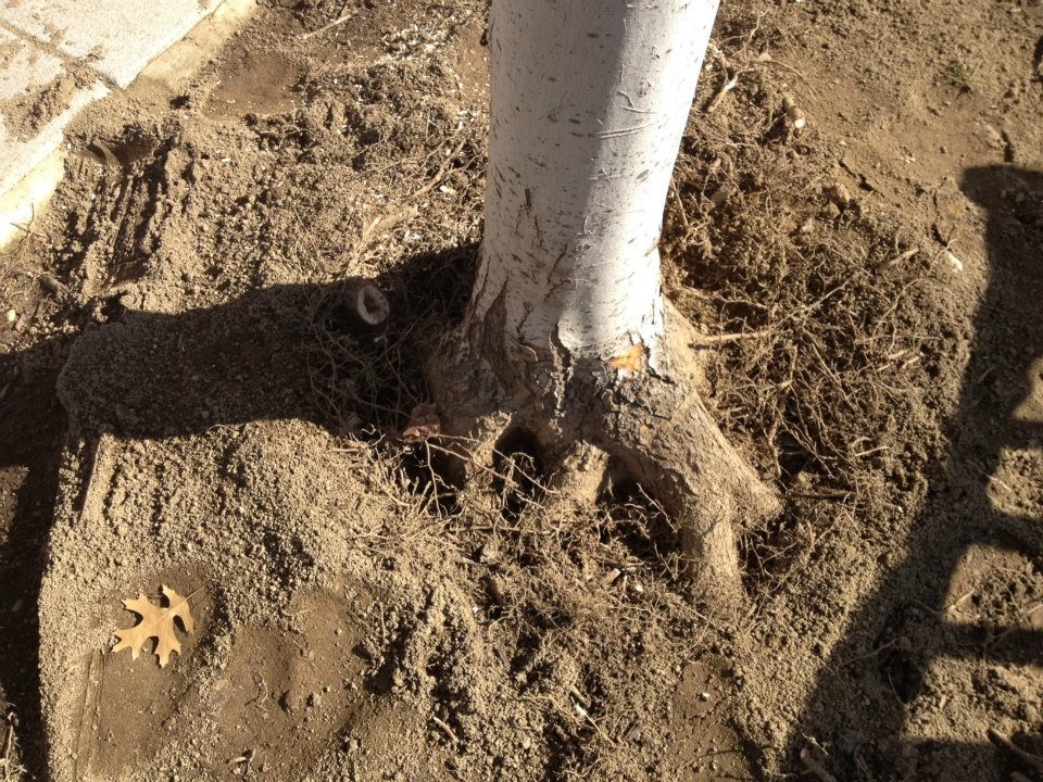 Branch Tree Experts Photo