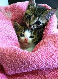 Mill Creek Animal Hospital Photo