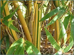 Bamboo Your Privacy Photo