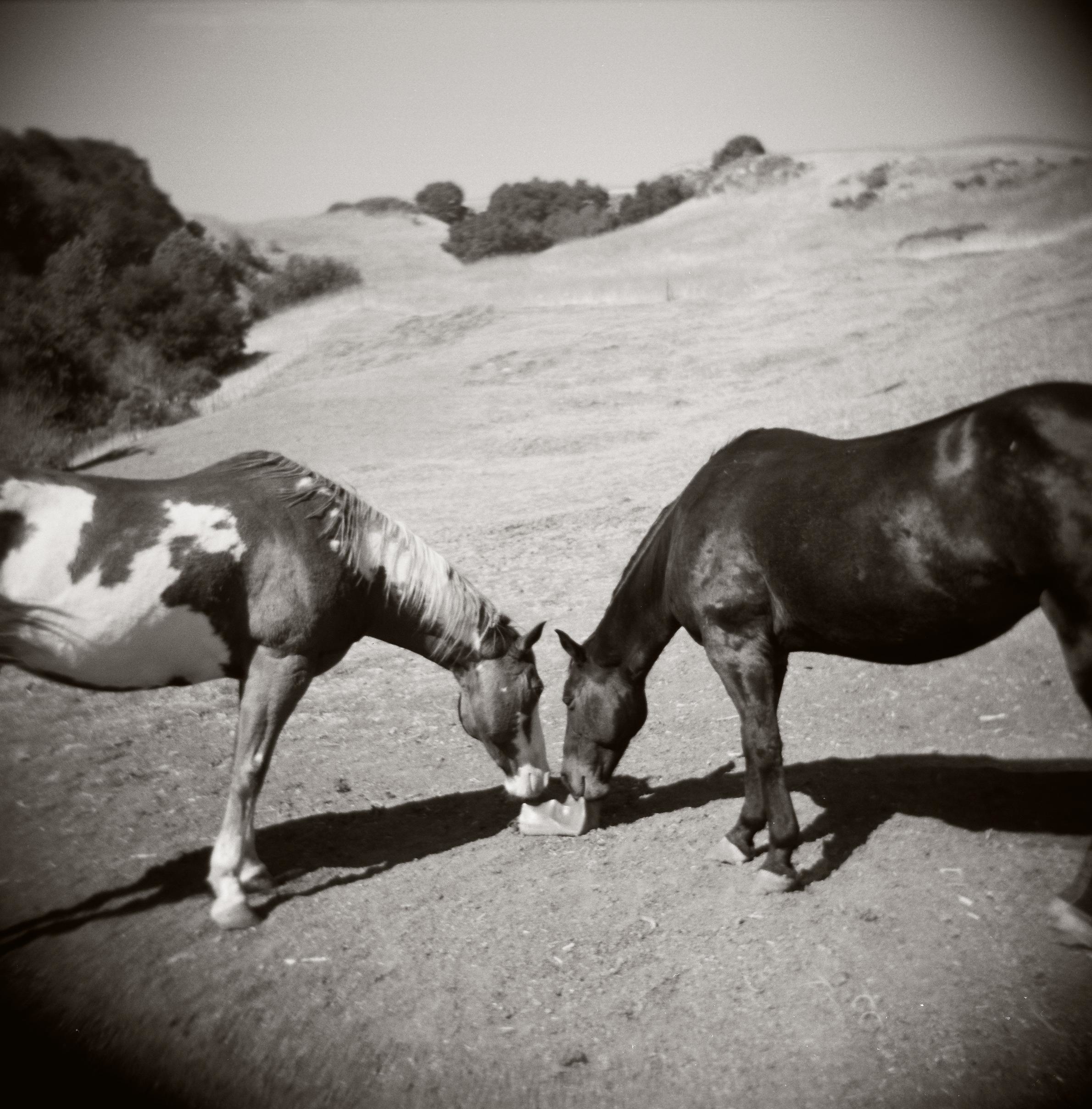 Canyon Creek Ranch - Castro Valley, CA