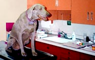 Animal Medical Center Photo