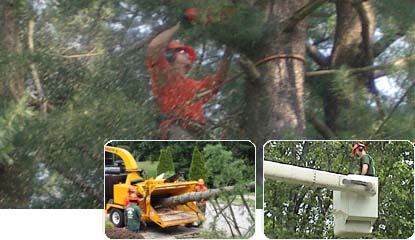 Marquis Tree Service - Burlington, MA