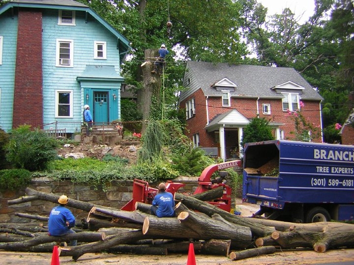 Branch Tree Experts Photo